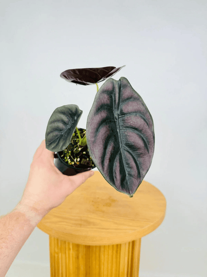 Alocasia Cuprea 'Red Secret' (Mirror Plant) Live Plant