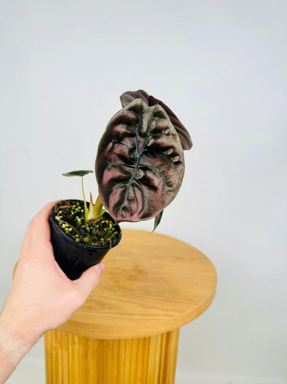 Alocasia Cuprea 'Red Secret' (Mirror Plant) Live Plant