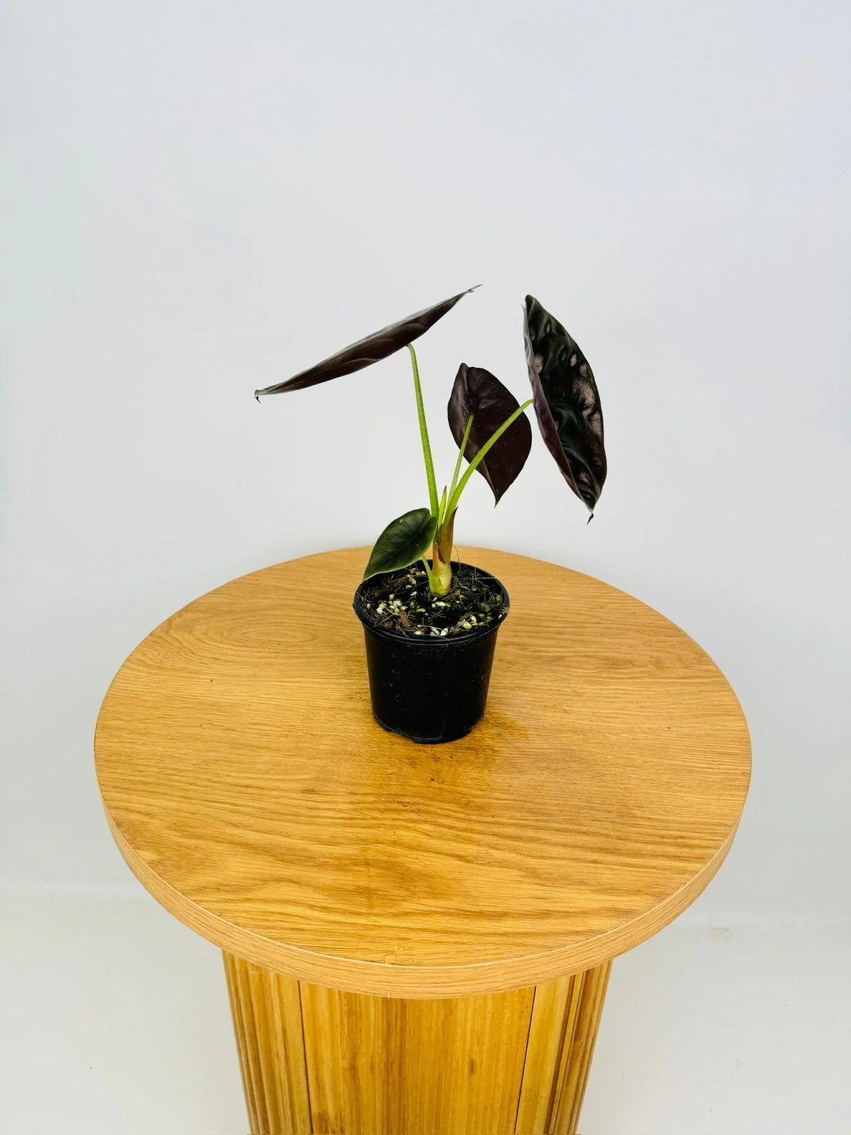 Alocasia Cuprea 'Red Secret' (Mirror Plant) Live Plant