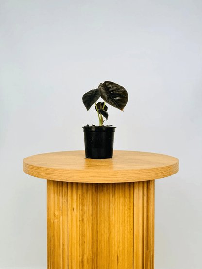 Alocasia Cuprea 'Red Secret' (Mirror Plant) Live Plant