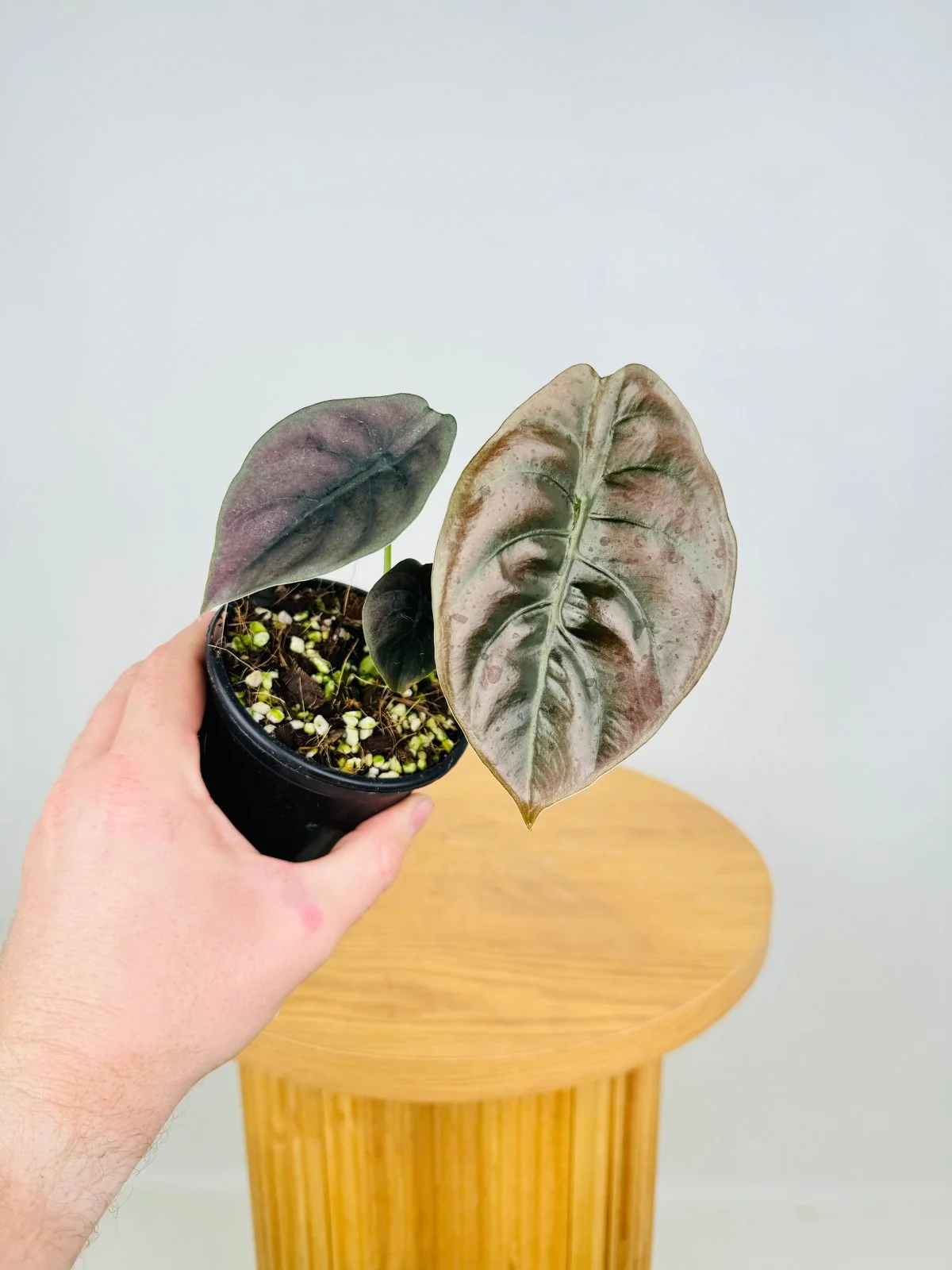 Alocasia Cuprea 'Red Secret' (Mirror Plant) Live Plant