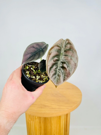 Alocasia Cuprea 'Red Secret' (Mirror Plant) Live Plant