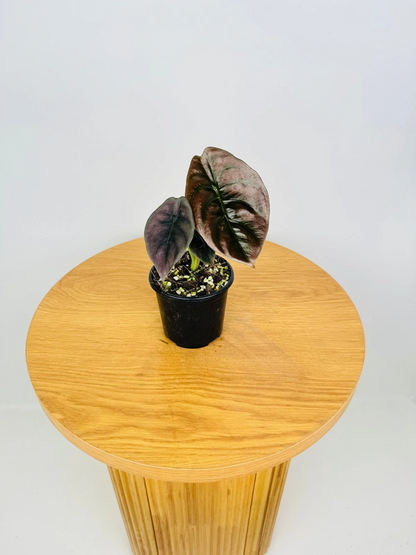 Alocasia Cuprea 'Red Secret' (Mirror Plant) Live Plant