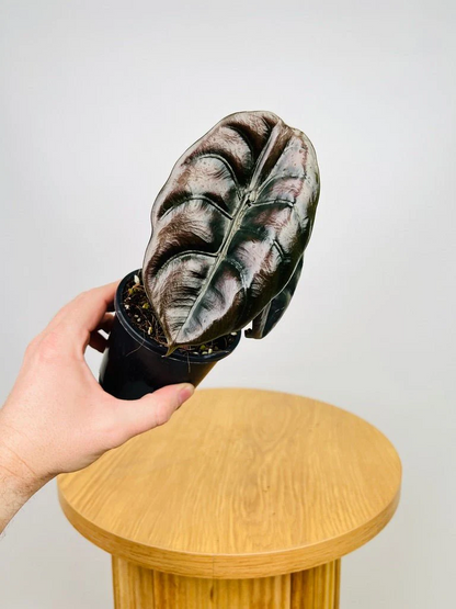 Alocasia Cuprea 'Red Secret' (Mirror Plant) Live Plant