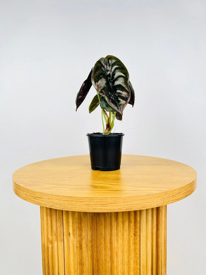 Alocasia Cuprea 'Red Secret' (Mirror Plant) Live Plant