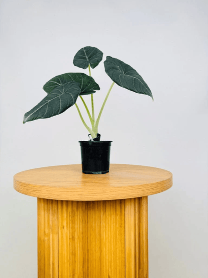 Alocasia Maharani (Grey Dragon) Live Plant