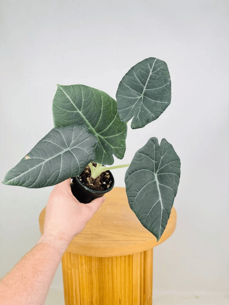 Alocasia Maharani (Grey Dragon) Live Plant