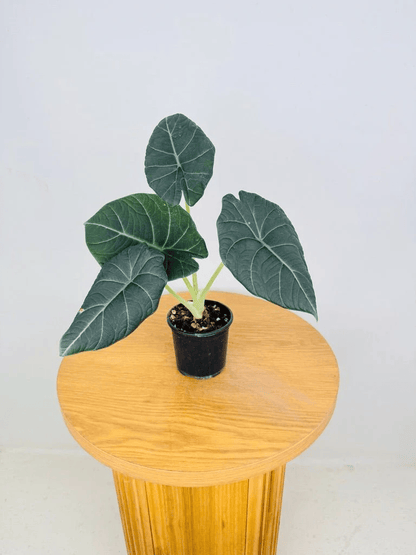 Alocasia Maharani (Grey Dragon) Live Plant