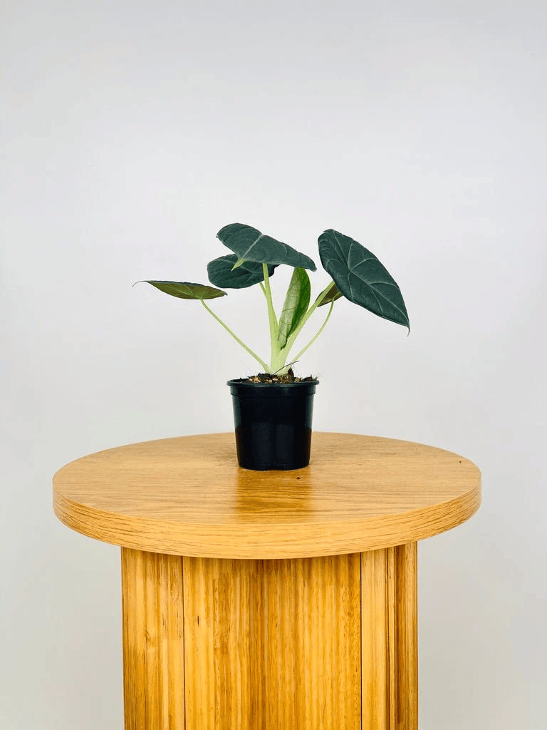 Alocasia Maharani (Grey Dragon) Live Plant