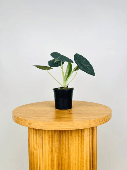 Alocasia Maharani (Grey Dragon) Live Plant