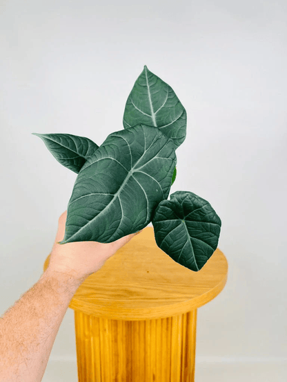 Alocasia Maharani (Grey Dragon) Live Plant