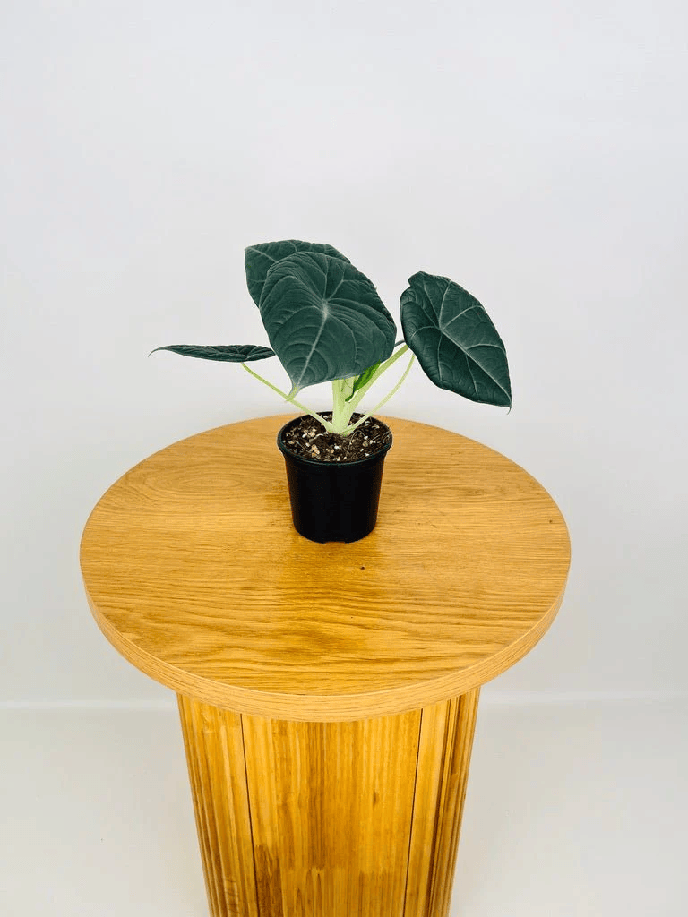Alocasia Maharani (Grey Dragon) Live Plant
