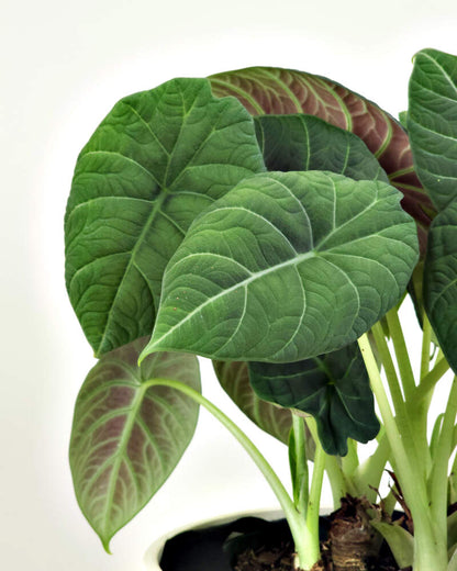 Alocasia Maharani (Grey Dragon) Live Plant