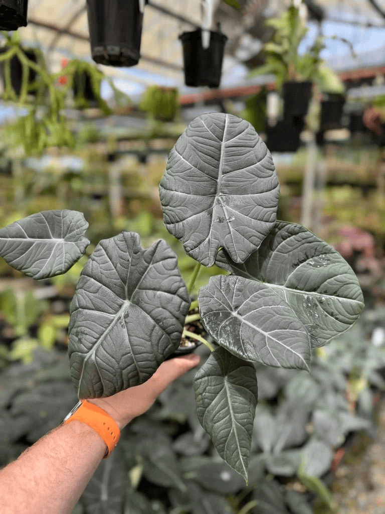 Alocasia Maharani (Grey Dragon) Live Plant
