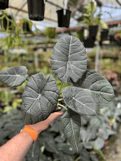 Alocasia Maharani (Grey Dragon) Live Plant