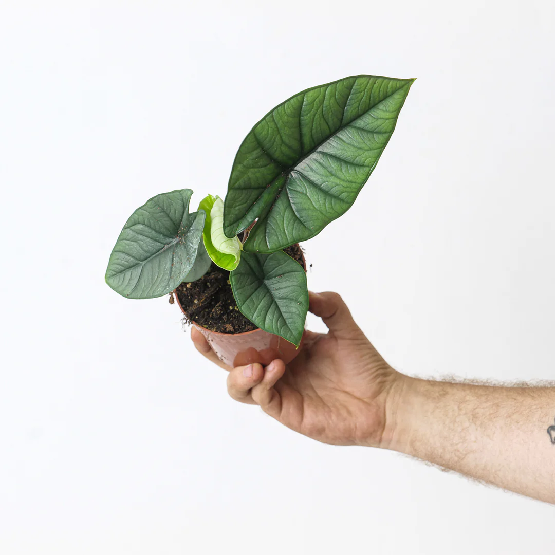 Alocasia Platinum (Silver Arrow) Live Plant