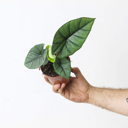 Alocasia Platinum (Silver Arrow) Live Plant