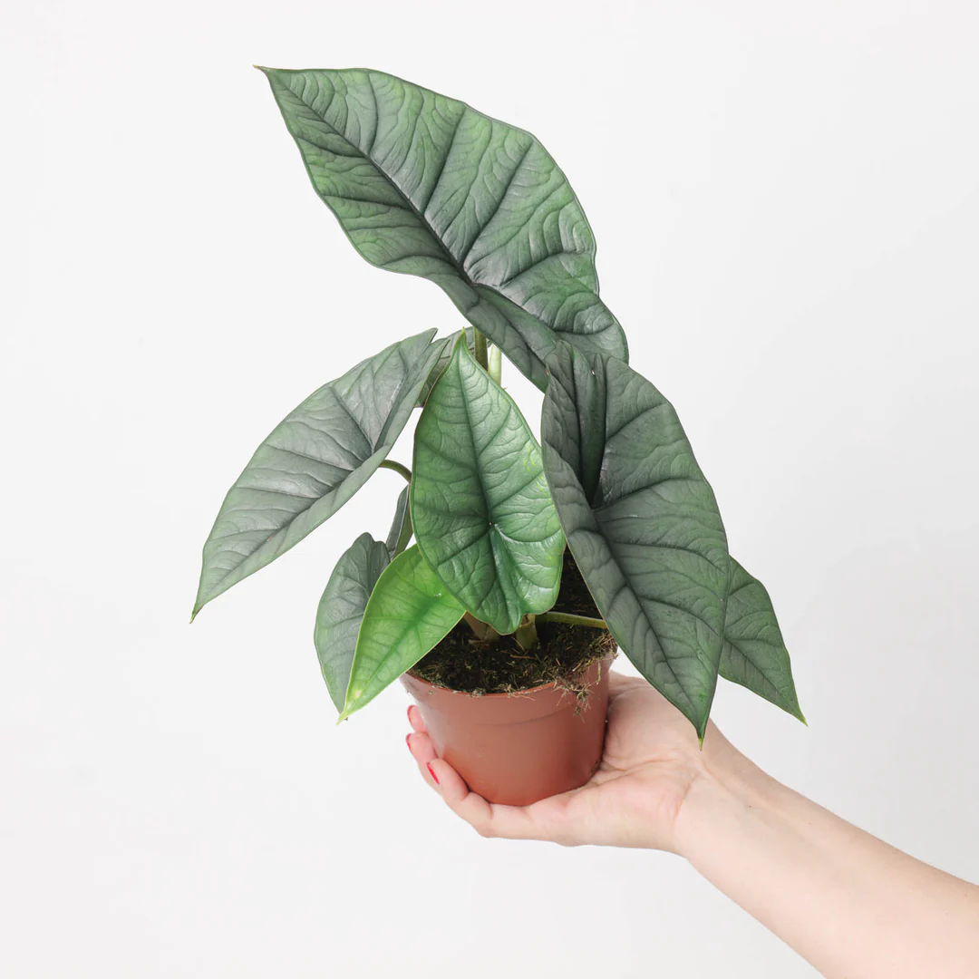 Alocasia Platinum (Silver Arrow) Live Plant