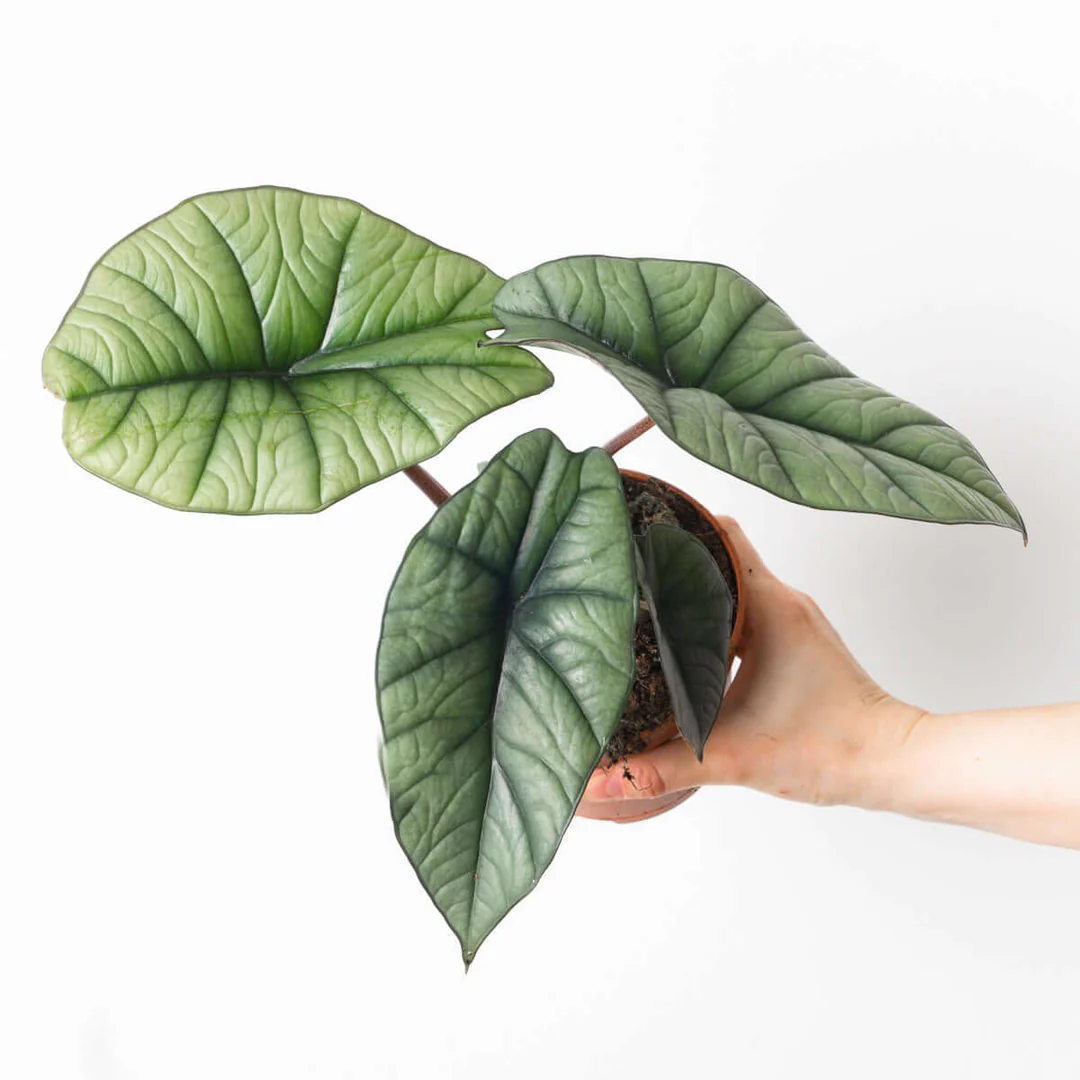 Alocasia Platinum (Silver Arrow) Live Plant