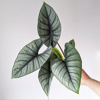 Alocasia Platinum (Silver Arrow) Live Plant