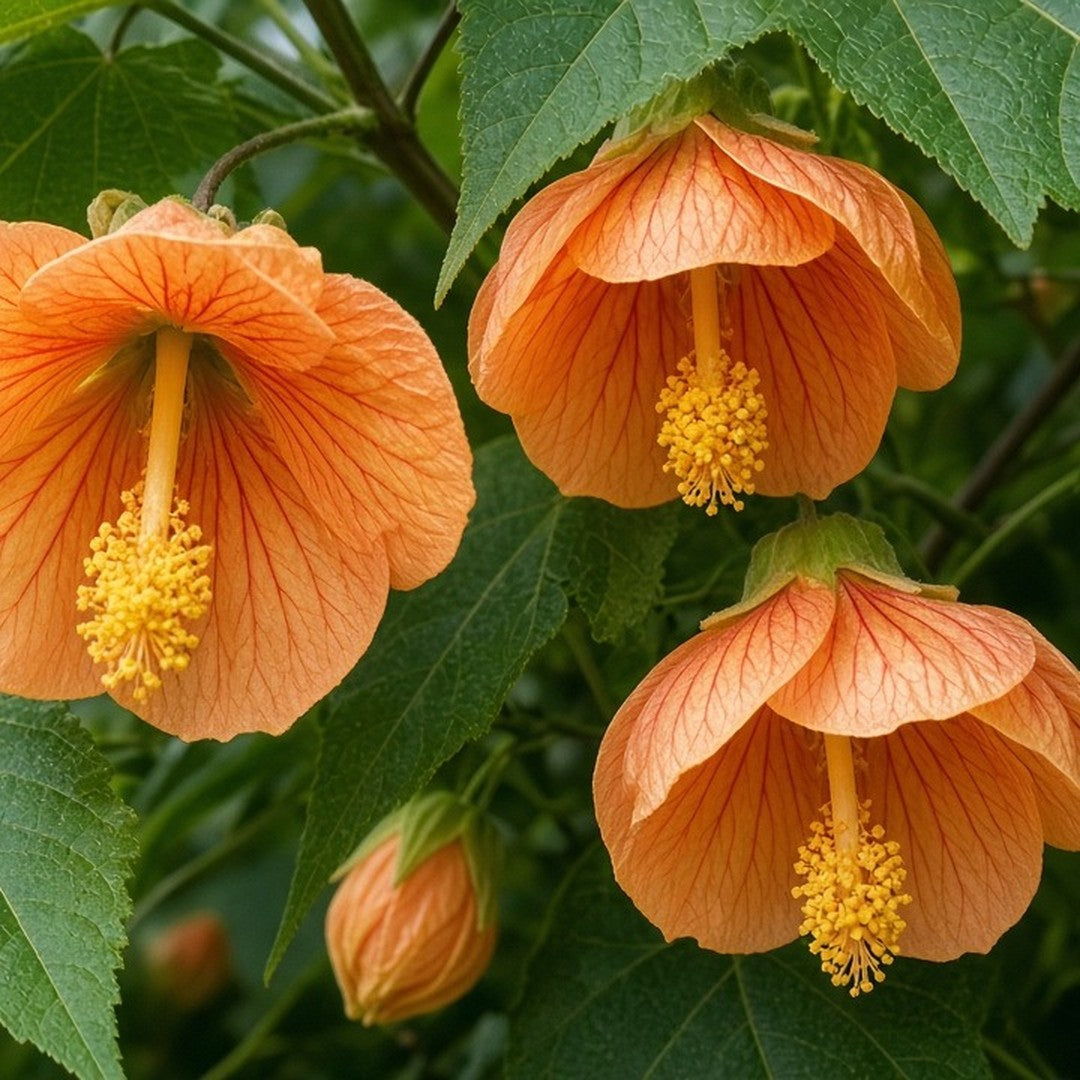 Abutilon 'Apricot' (Flowering Maple) live plant ready to ship