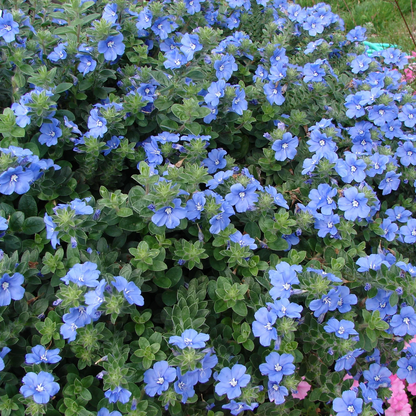 Evolvulus 'Blue Daze' live plant for sale
