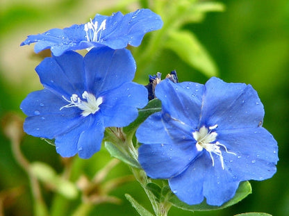 Evolvulus 'Blue Daze' live plant from Florida Plants Nursery