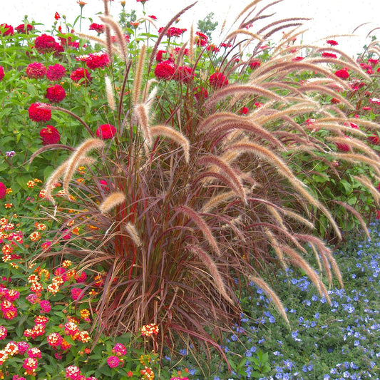 Pennisetum 'Fireworks' Fountain Grass live plant for sale