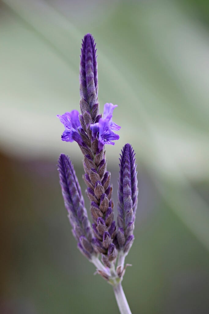Lavender 'Pinnata' (Fernleaf Lavender) live plant ready to ship