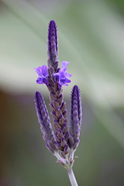 Lavender 'Pinnata' (Fernleaf Lavender) live plant ready to ship