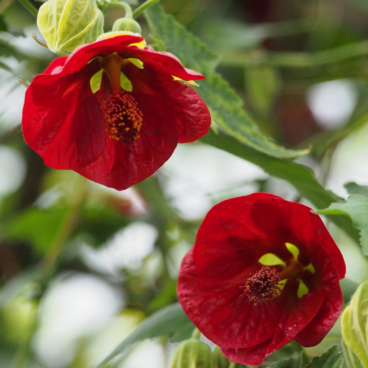 Abutilon 'Red' (Flowering Maple) live plant pack of 2