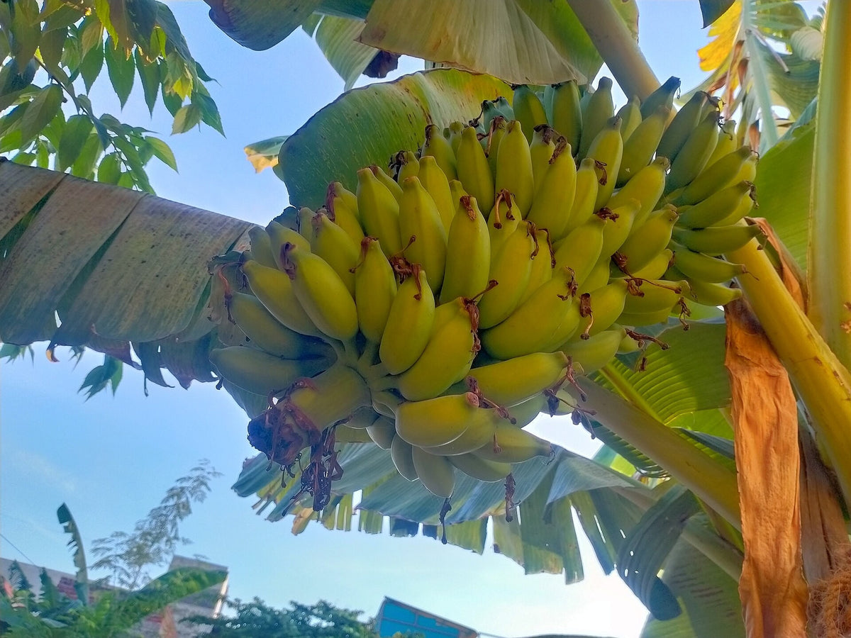 Banana 'Tropicana' live plant pack of 1