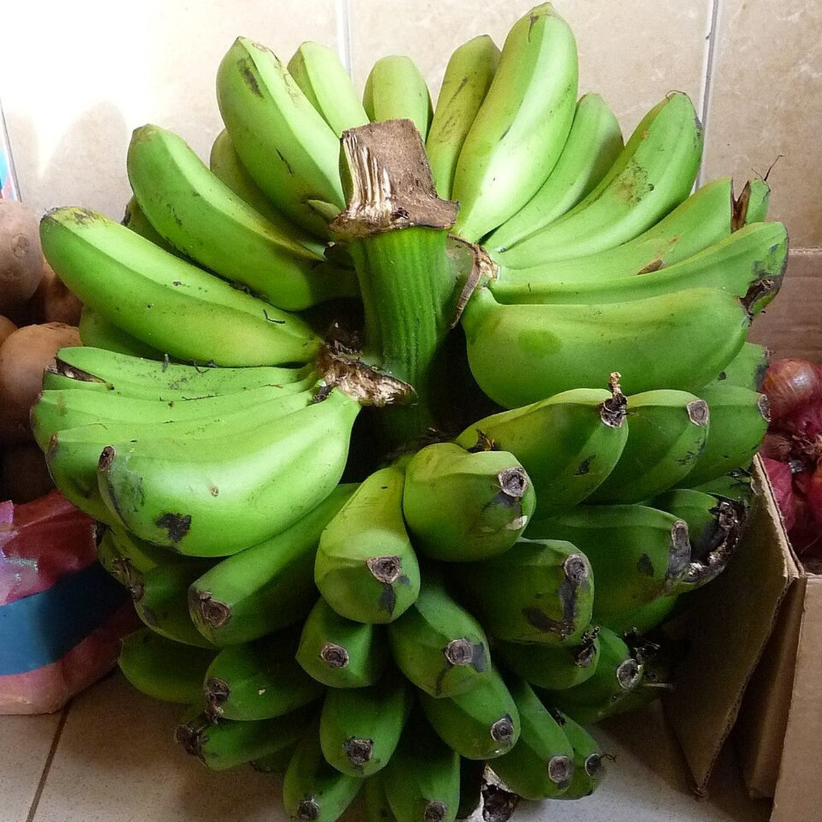 Banana 'Matoke' live plant pack of 1
