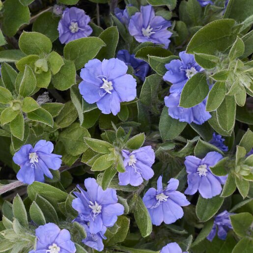 Evolvulus 'Beach Bum Dwarf' live plant pack of 2
