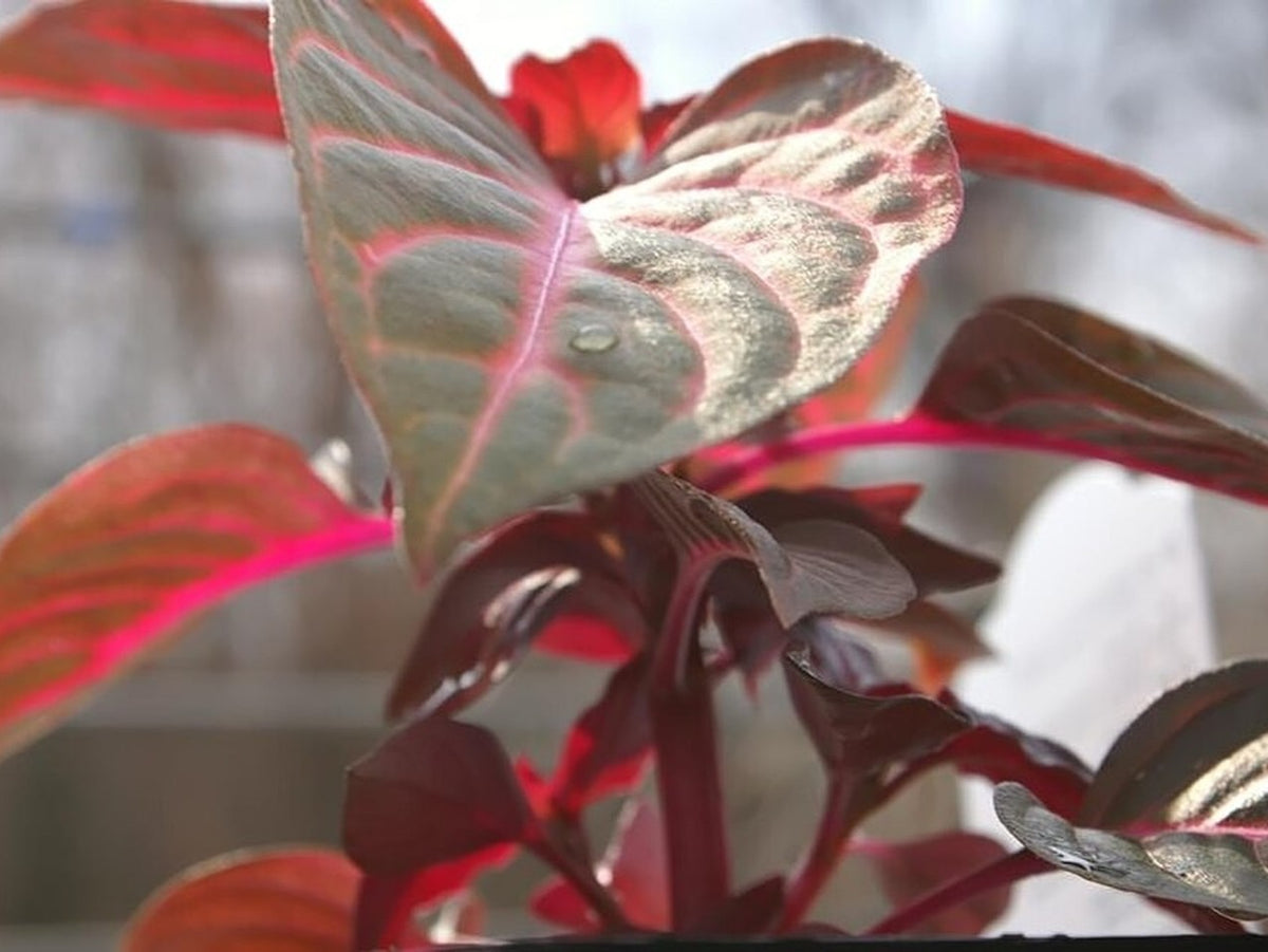 Iresine 'BloodLeaf' bare-root starter plant