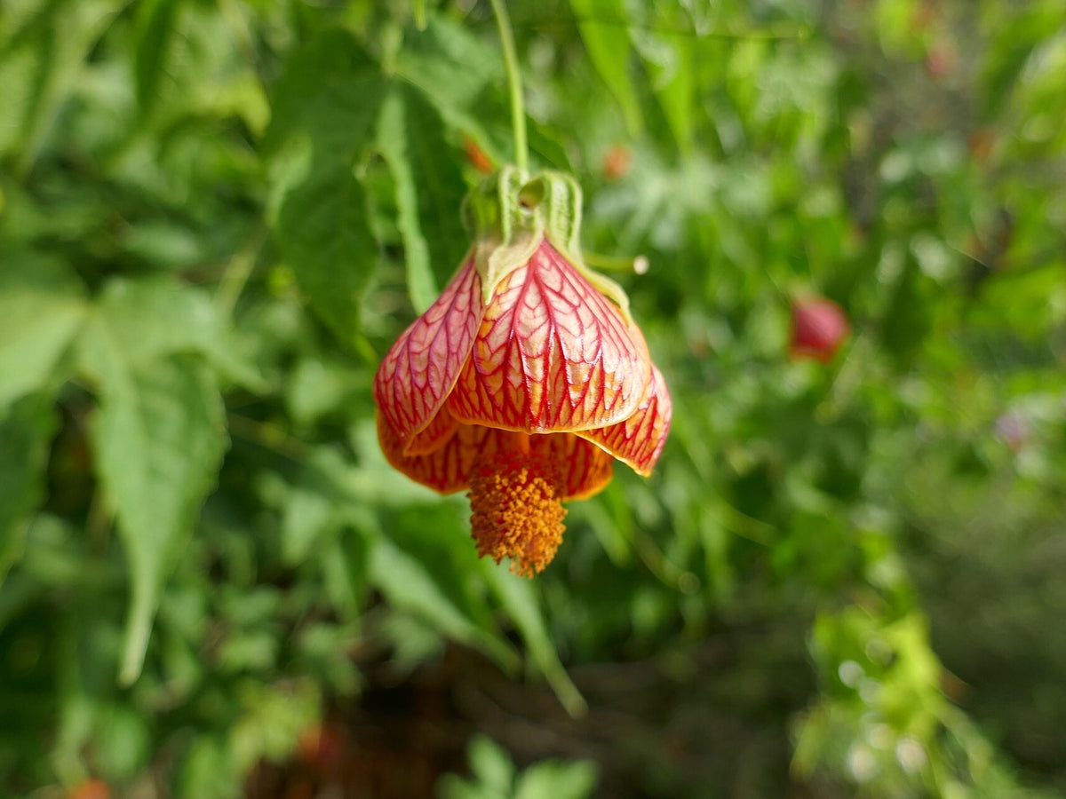 Abutilon 'Apricot' (Flowering Maple) bare-root starter plant