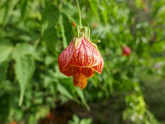 Abutilon 'Apricot' (Flowering Maple) bare-root starter plant