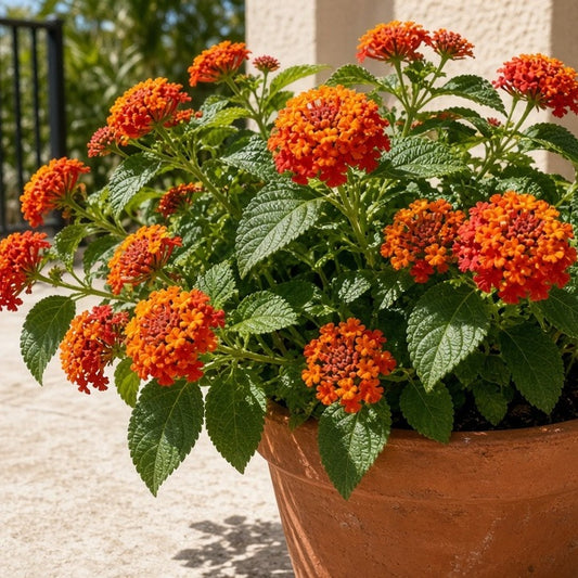 Lantana 'Radiation' live plant for sale
