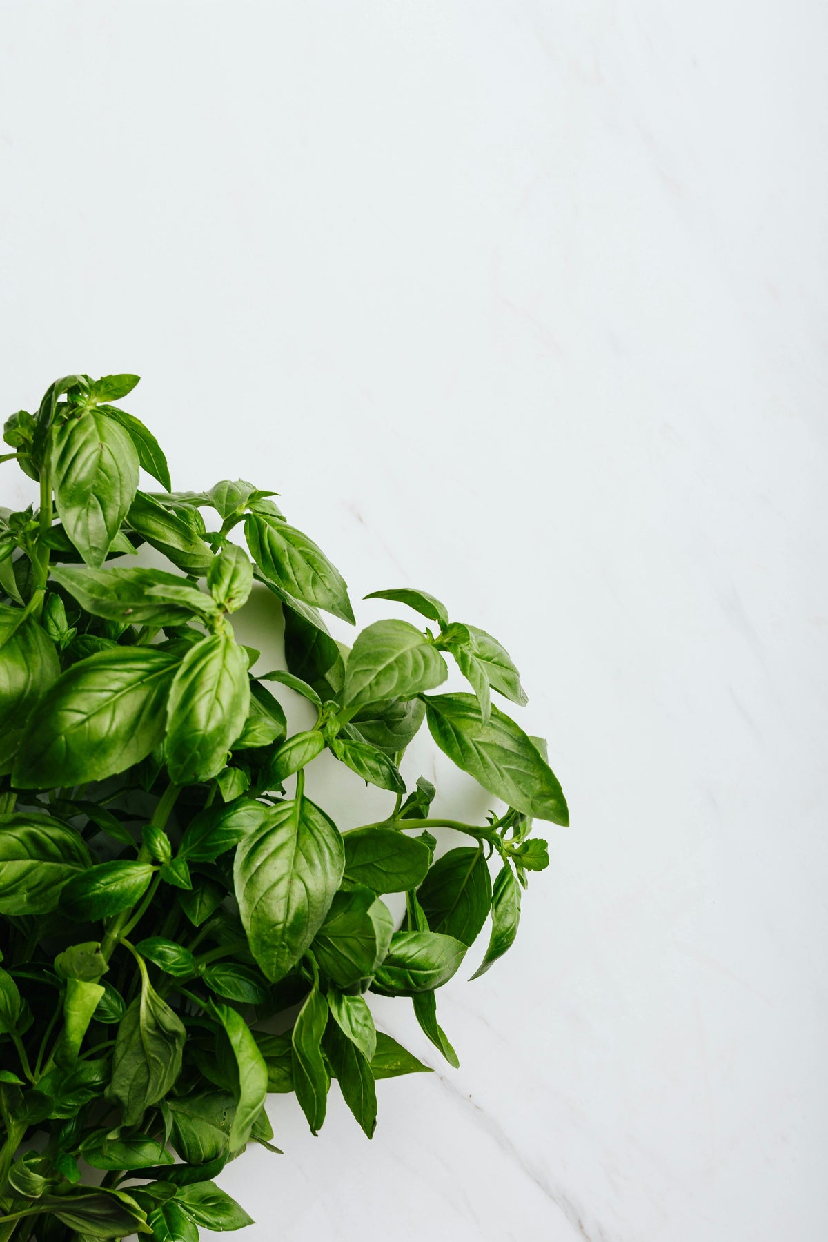 Greek Basil live plant pack of 2