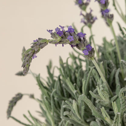 Lavender 'Goodwin Creek' live plant from Florida Plants Nursery