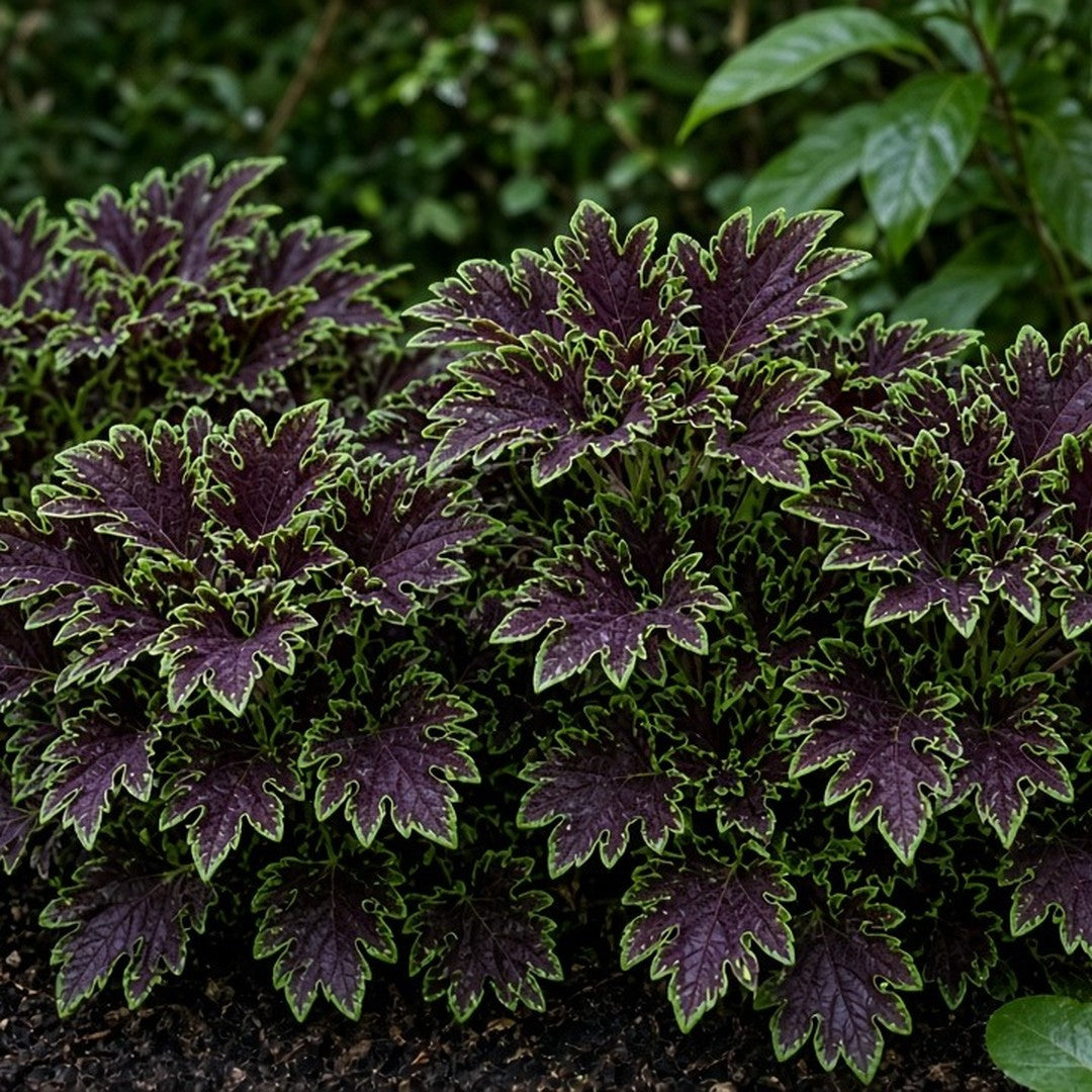 Coleus 'Inky Fingers' live plant pack of 2
