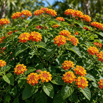 Lantana 'Changing Times' live plant ready to ship