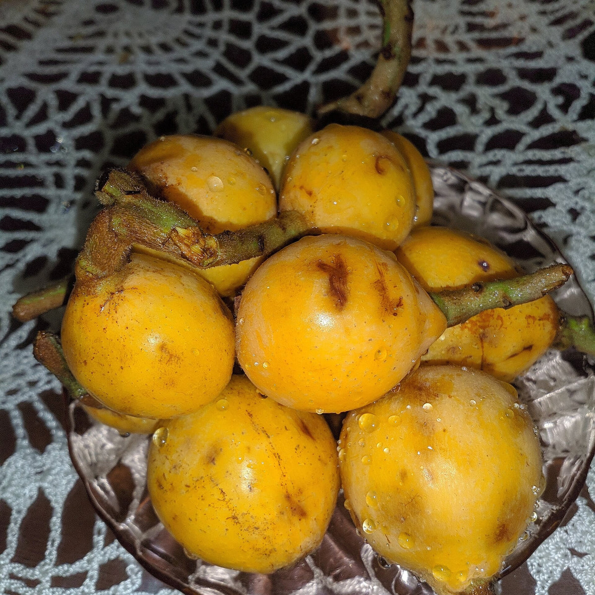 Japanese Loquat (Eriobotrya japonica) live plant ready to ship