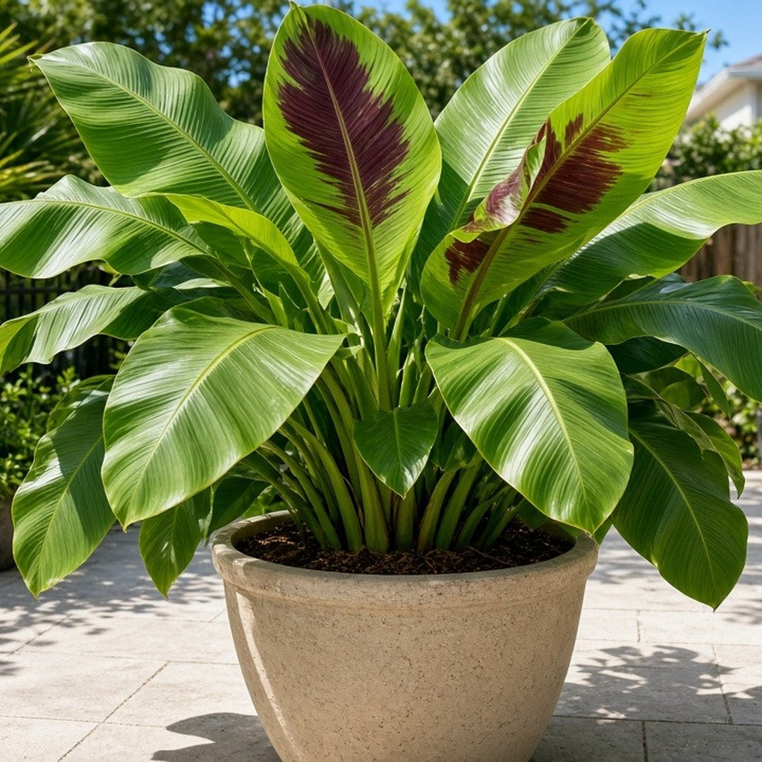 Banana 'Tropicana' live plant for sale