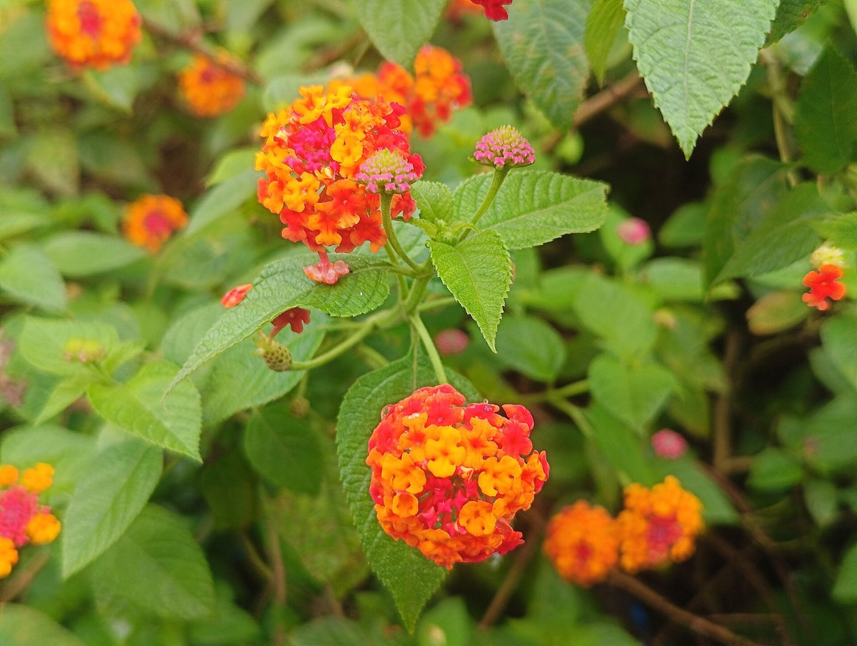 Lantana 'Tangerine' live plant from Florida Plants Nursery