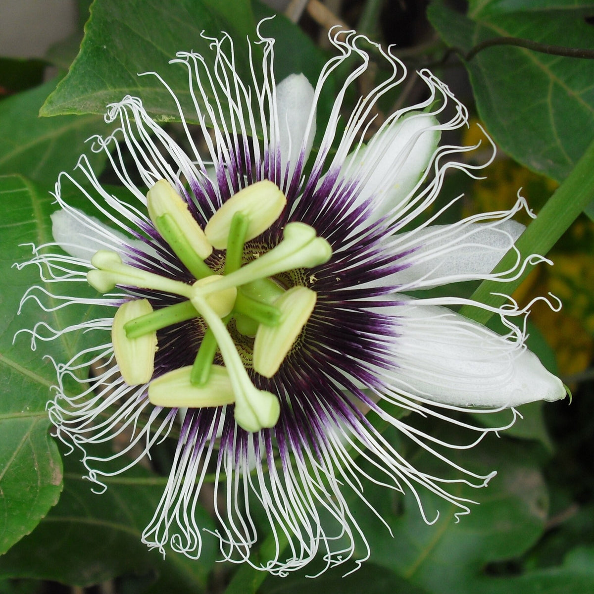 Jamaican Golden Passion Fruit bare-root starter plant