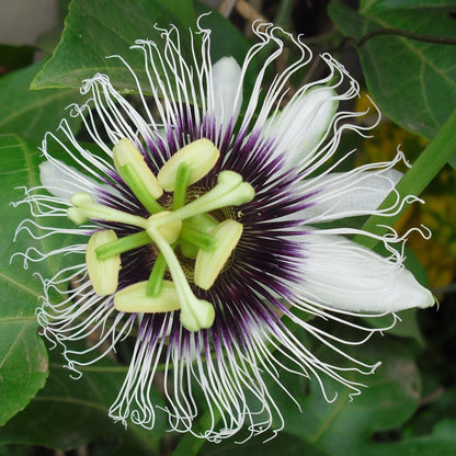 Jamaican Golden Passion Fruit bare-root starter plant