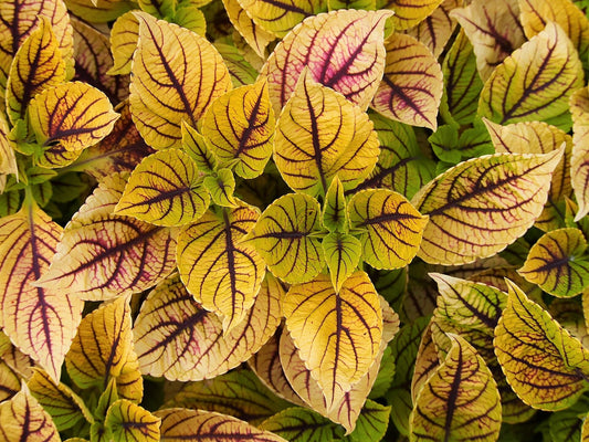 Coleus 'Gays Delight' live plant for sale