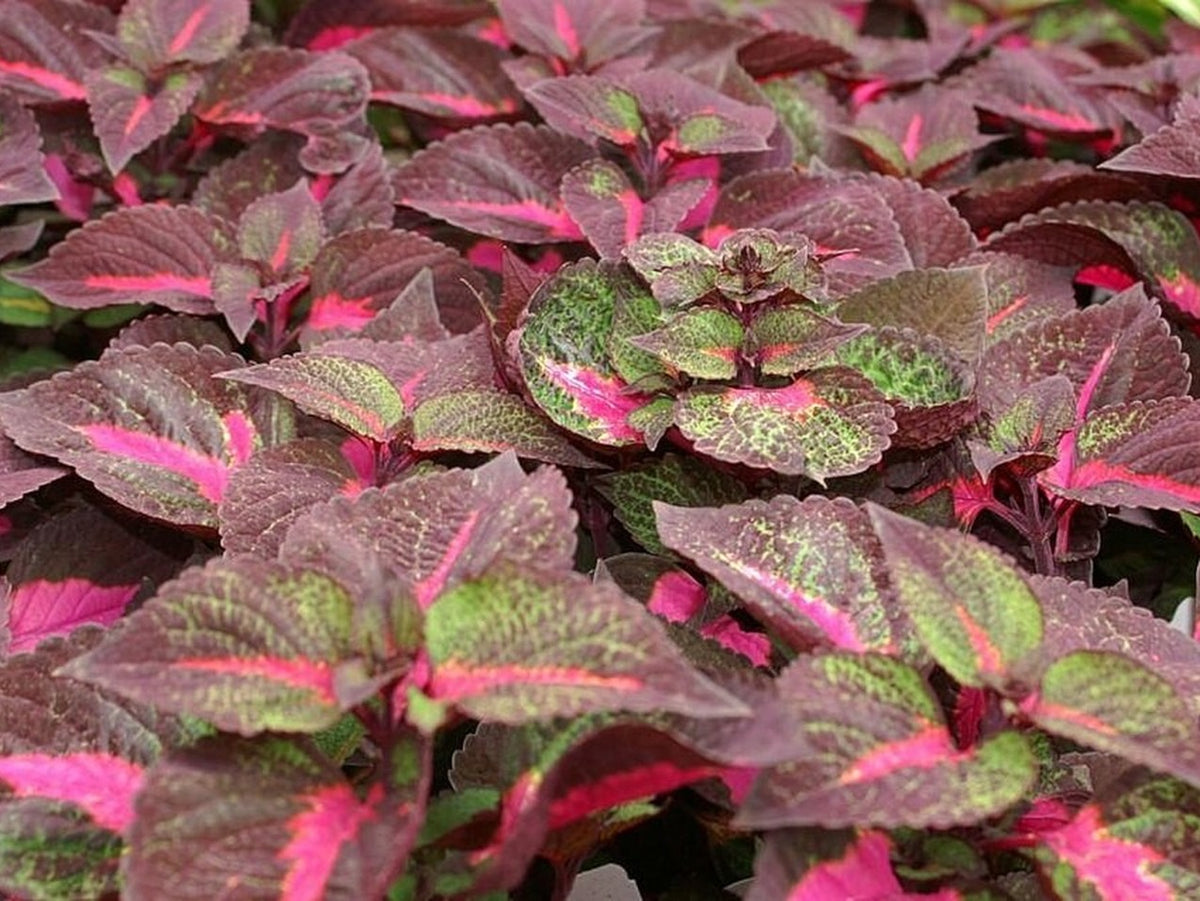 Coleus 'Magilla Perilla' bare-root starter plant