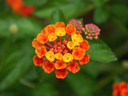 Lantana 'Radiation' live plant pack of 2